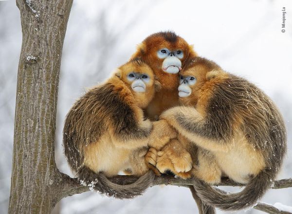Снимок A golden huddle китайского фотографа Minqiang Lu, попавший в шортлист конкурса Wildlife Photographer of the Year People's Choice Award 2022.  - Sputnik Азербайджан