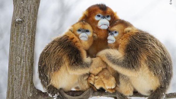 Снимок A golden huddle китайского фотографа Minqiang Lu, попавший в шортлист конкурса Wildlife Photographer of the Year People's Choice Award 2022 - Sputnik Азербайджан