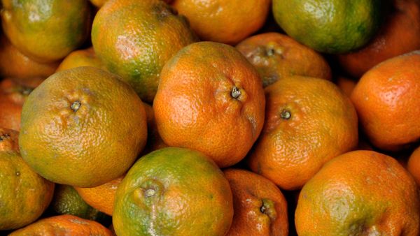 Продажа мандаринов, фото из архива - Sputnik Азербайджан
