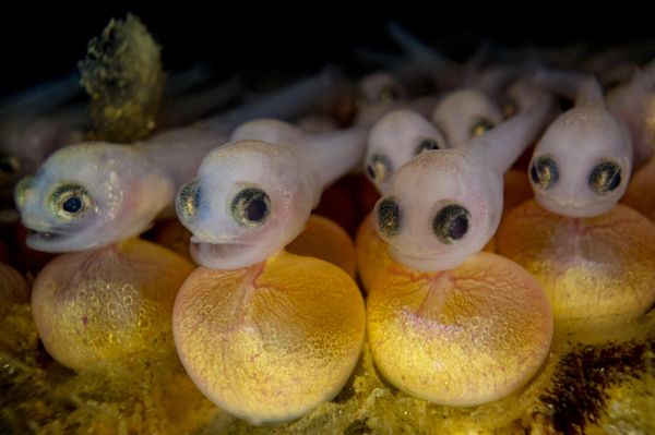 Снимок Unsung канадского фотографа Shane Gross, победивший в категории Marelux Macro конкурса The Underwater Photographer of the Year 2023. - Sputnik Азербайджан