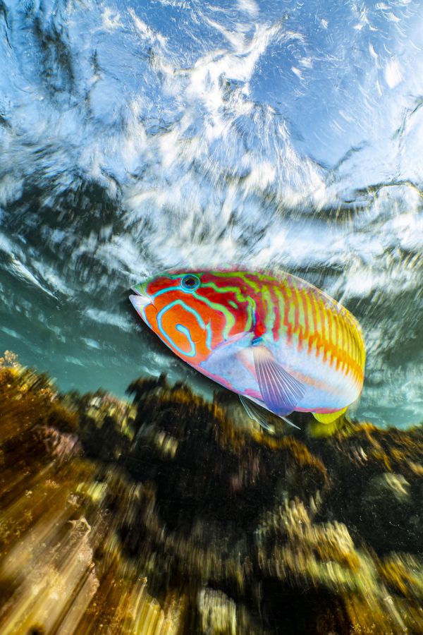 Снимок Klunzinger's wrasse in motion немецкого фотографа Enrico Somogyi, победивший в категории Compact конкурса The Underwater Photographer of the Year 2023. - Sputnik Азербайджан
