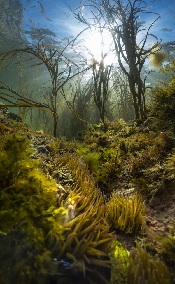 Снимок An island's wild seas британского фотографа Theo Vickers, победившего в номинации Most Promising British Underwater Photographer of the Year 2023. - Sputnik Азербайджан