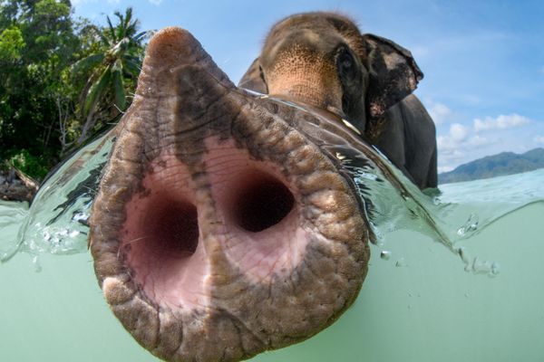 Снимок The trunk фотографа из Кувейта Suliman Alatiqi, победивший в категории Portrait конкурса The Underwater Photographer of the Year 2023. - Sputnik Азербайджан