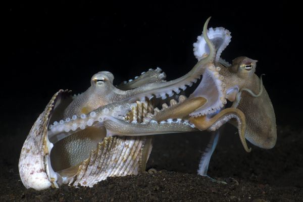 Снимок Make love not war фотогрфа из Индонезии Yury Ivanov, победивший в категории Behaviour конкурса The Underwater Photographer of the Year 2023. - Sputnik Азербайджан