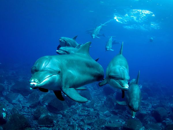 Снимок Welcome японского фотографа Takeshi Iioka, получивший 2-е место в категории Compact конкурса The Underwater Photographer of the Year 2023. - Sputnik Азербайджан