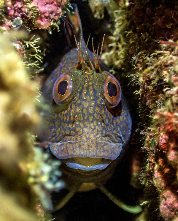 Снимок Crack rock blenny британского фотографа  Tony Reed, победивший в категории British Waters Compact конкурса The Underwater Photographer of the Year 2023.   - Sputnik Азербайджан