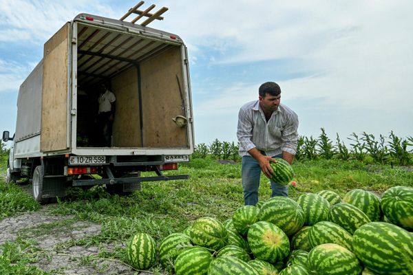 Сбор урожая арбузов на полях фермерского хозяйства в селе Гарасу Кюрдамирского района Азербайджана. - Sputnik Азербайджан