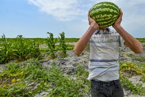 Сбор урожая арбузов на полях фермерского хозяйства в селе Гарасу Кюрдамирского района Азербайджана. - Sputnik Азербайджан