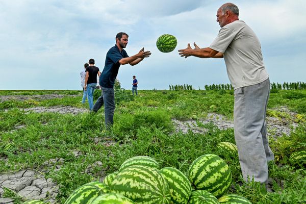 Сбор урожая арбузов на полях фермерского хозяйства в селе Гарасу Кюрдамирского района Азербайджана. - Sputnik Азербайджан