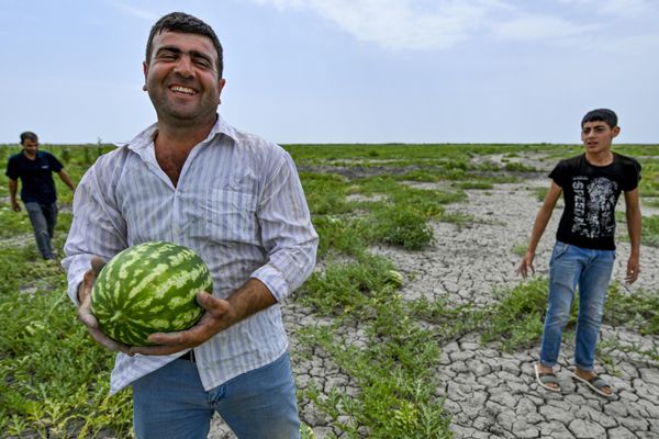 Сбор урожая арбузов на полях фермерского хозяйства в селе Гарасу Кюрдамирского района Азербайджана. - Sputnik Азербайджан