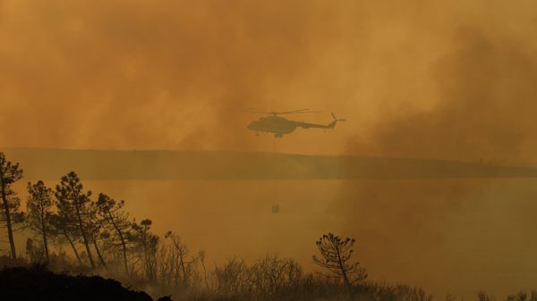Лесной пожар  - Sputnik Азербайджан