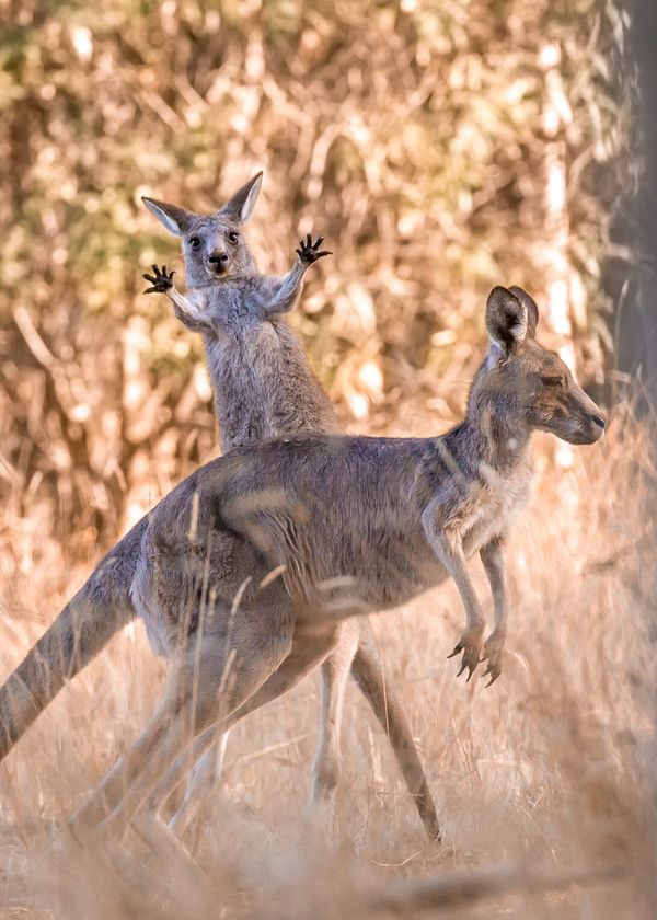 Снимок Boing! австралийского фотографа Lara Mathews, ставший финалистом в конкурсе 2023 The Comedy Wildlife Photography Awards. - Sputnik Азербайджан