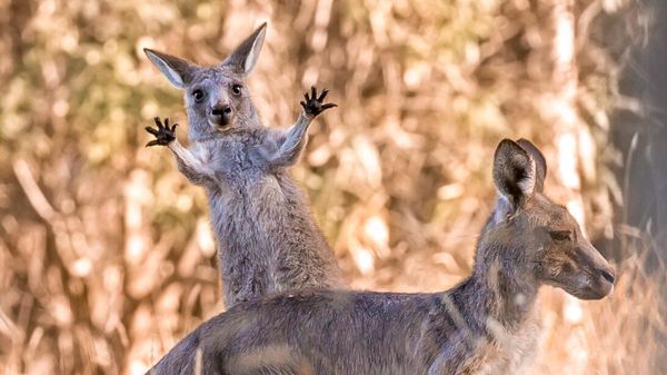 Снимок Boing! австралийского фотографа Lara Mathews, ставший финалистом в конкурсе 2023 The Comedy Wildlife Photography Awards - Sputnik Азербайджан