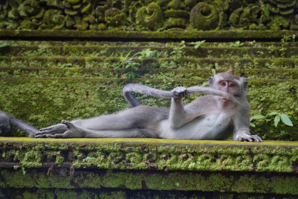 Снимок The rainforest dandy бельгийского фотографа Delphine Casimir, ставший финалистом в конкурсе 2023 The Comedy Wildlife Photography Awards. - Sputnik Азербайджан