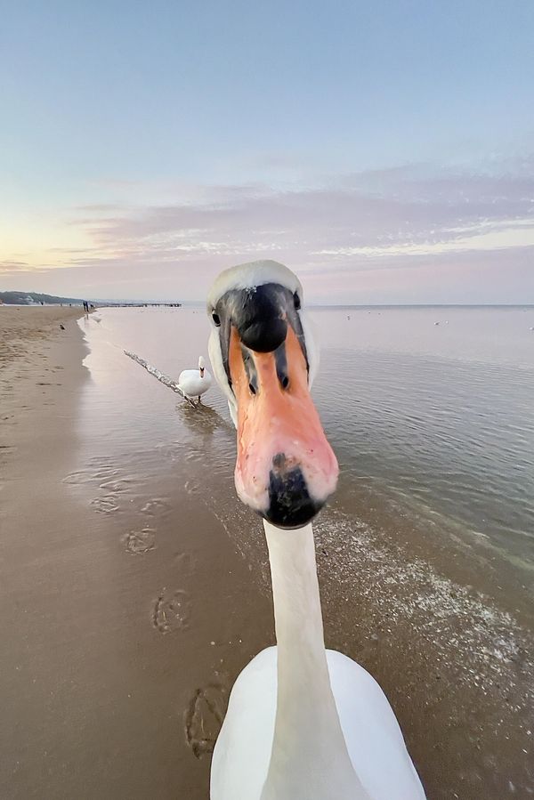Снимок Now-thats-a-selfie польского фотографа Jaroslaw Kolacz, ставший финалистом в конкурсе 2023 The Comedy Wildlife Photography Awards. - Sputnik Азербайджан