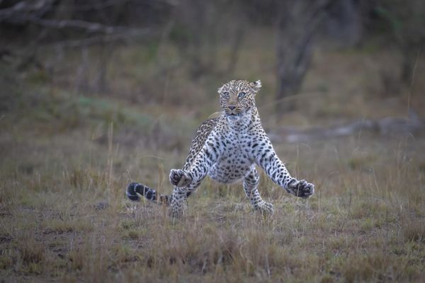 Снимок Air apparent британского фотографа Paul Goldstein, ставший финалистом в конкурсе 2023 The Comedy Wildlife Photography Awards. - Sputnik Азербайджан