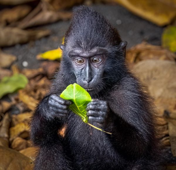 Снимок Fake news! финского фотографа Matti Rauvala, ставший финалистом в конкурсе 2023 The Comedy Wildlife Photography Awards. - Sputnik Азербайджан