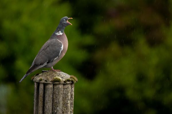 Снимок Singing In The Rain британского фотографа Kate Stevenson, ставший финалистом в конкурсе 2023 The Comedy Wildlife Photography Awards. - Sputnik Азербайджан