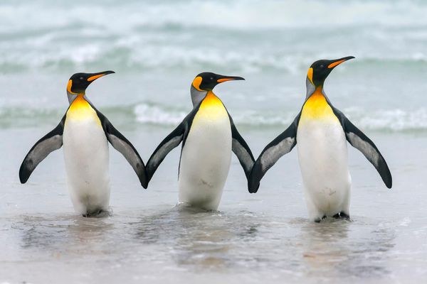 Снимок Fellowship аргентинского фотографа Dario Podesta, ставший финалистом в конкурсе 2023 The Comedy Wildlife Photography Awards. - Sputnik Азербайджан