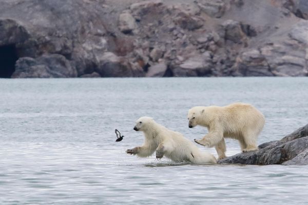 Снимок Ready steady go французского фотографа Brigitte Alcalay-Marcon, ставший финалистом в конкурсе 2023 The Comedy Wildlife Photography Awards. - Sputnik Азербайджан