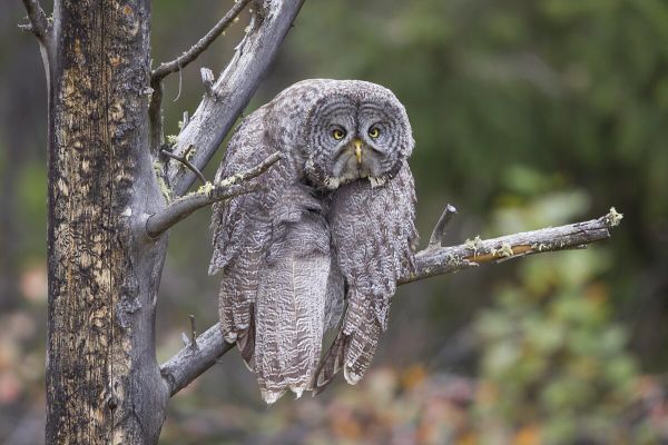 Снимок Monday-Blahs американского фотографа John Blumenkamp, ставший финалистом в конкурсе 2023 The Comedy Wildlife Photography Awards. - Sputnik Азербайджан