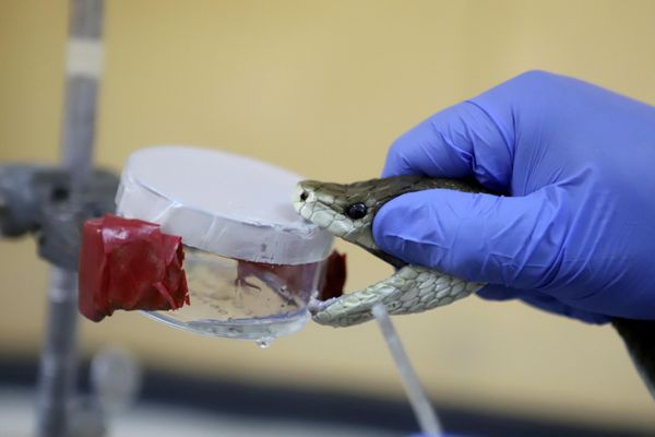 Герпетолог выдавливает яд из змеи в Kenya Snakebite Research and Intervention Centre (KSRIC) в Найроби, Кения. - Sputnik Азербайджан