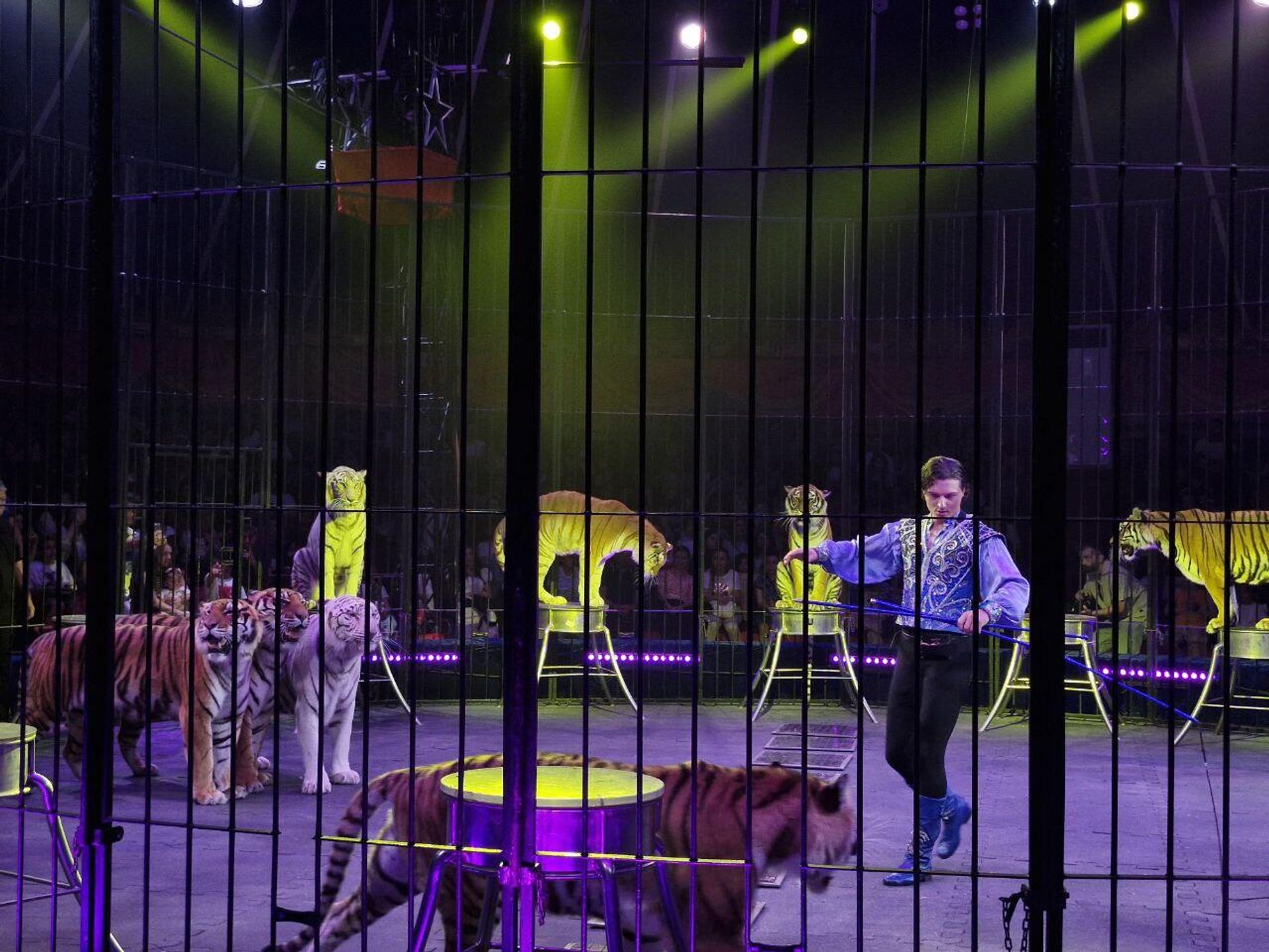 На арене Circus Sea Breeze стартовало новое международное шоу — Аквацирк с тиграми - Sputnik Азербайджан, 1920, 30.05.2025