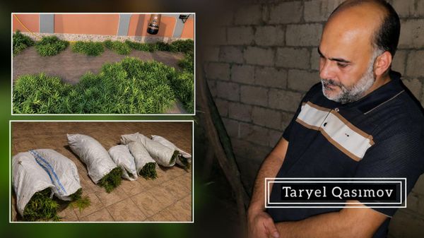 Правоохранители обнаружили 55 кустов наркосодержащих растений во дворе частного дома в Сабирабаде - Sputnik Азербайджан