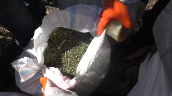 В кукурузном поле в Балакане было обнаружено 169 кустов конопли и более 21 кг наркотиков - Sputnik Азербайджан