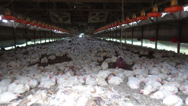 Kumamoto Prefecture, chickens are seen at a farm where H5 virus was detected in two birds on Sunday - Sputnik Азербайджан