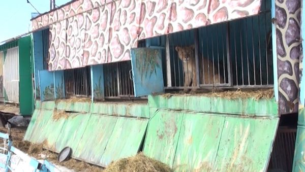 Брошенный частный зоопарк в Гюмри: львы и медведи в голодном заточении - Sputnik Азербайджан