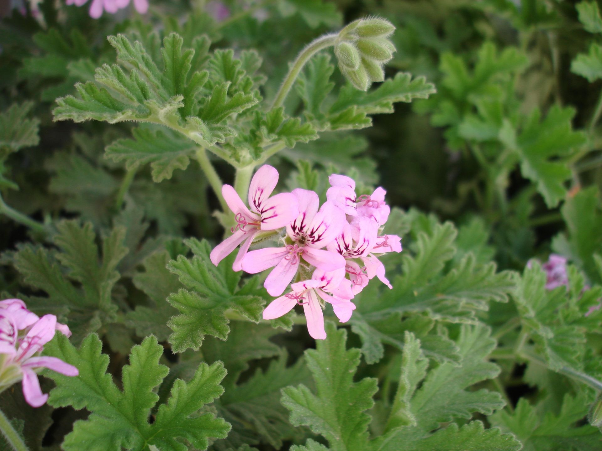 Ətirşah - Sputnik Азербайджан, 1920, 17.12.2023