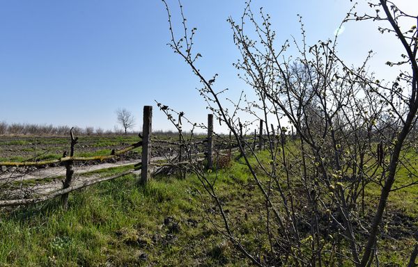 Весна в Азербайджане Весна в Азербайджане - Sputnik Азербайджан