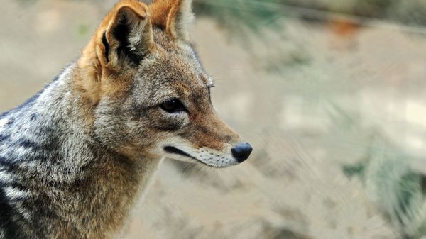 Шакал, фото из архива - Sputnik Азербайджан