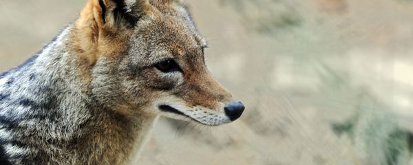 Шакал, фото из архива - Sputnik Азербайджан