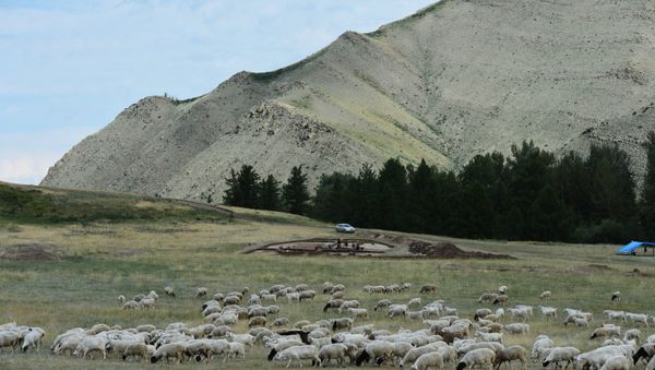 Стадо баранов. Архивное фото - Sputnik Азербайджан