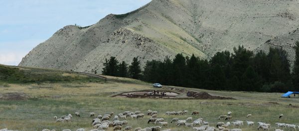 Стадо баранов. Архивное фото - Sputnik Азербайджан