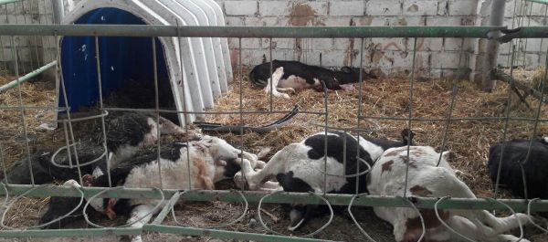 В результате обстрела животноводческого комплекса погибло 11 голов крупного рогатого скота - Sputnik Азербайджан