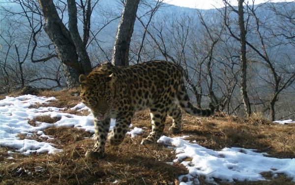 Борте Leo 16F - Sputnik Азербайджан