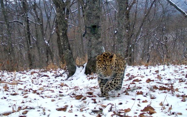 Котенок мамы Leo 63F - Sputnik Азербайджан