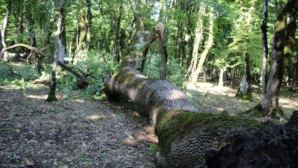 Лесополоса на северо-западе Азербайджана. Архивное фото - Sputnik Азербайджан