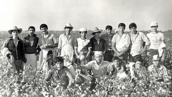 Сбор хлопка. Бардинский район, 1985 год - Sputnik Азербайджан