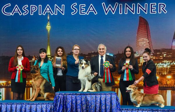 Международная выставка собак CASPIAN SEA WINNER-2016 в Баку - Sputnik Азербайджан