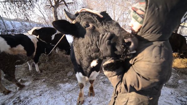 Подарки в день рождения для коров, или Как выглядит приют для скота в Казани - Sputnik Азербайджан