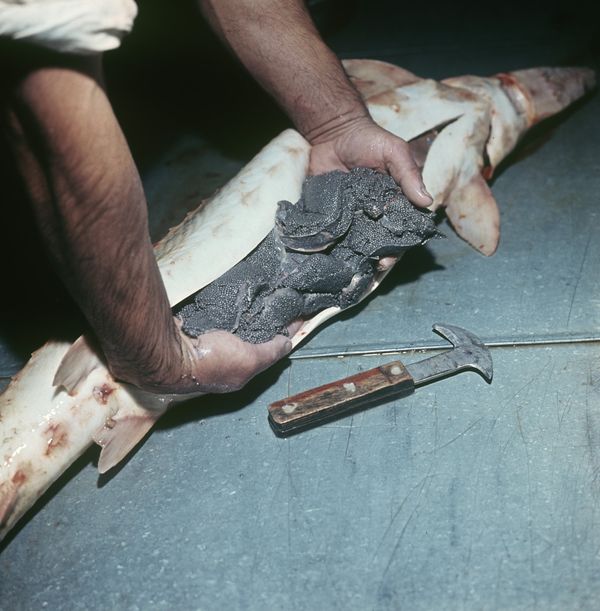 Разделка осетра с черной икрой. Бакинский рыбокомбинат имени Кирова, 1967 год - Sputnik Азербайджан