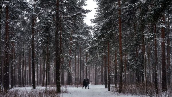 Парк Сосновка в Санкт-Петербурге, фото из архива - Sputnik Азербайджан