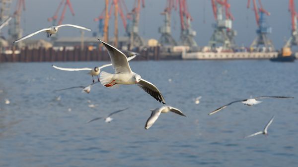 Чайки на Бакинском бульваре - Sputnik Азербайджан