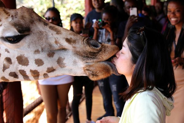 Природный заповедник Giraffe Center в Кении - Sputnik Азербайджан