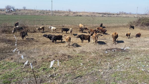 Yevlax rayonu Malbinəsi kəndi - Sputnik Азербайджан