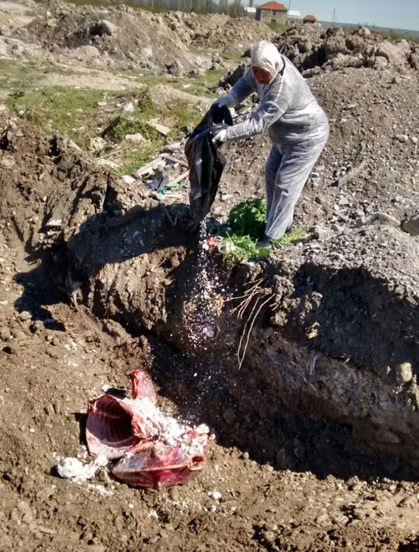 Ветеринары взяли пробы мяса и направили их в Республиканскую ветеринарную лабораторию - Sputnik Азербайджан